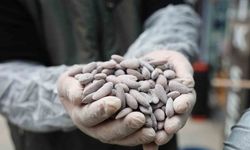 Bayram Sofralarının Vazgeçilmezi 'Beyaz Altın’ İçin Kazanlar Dönmeye Başladı