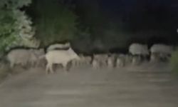Elazığ’da domuz sürüsü yola indi