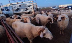Kurbanlıklarını Satamayan Üreticilere ESK Sahip Çıkacak