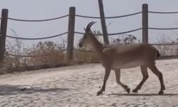 Tarihi Harput Mahallesi’nde Dağ Keçileri Görüldü