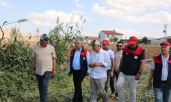 Elazığ’da Sorgum Sudan Otu Melezi Hasadı