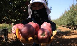 Elazığ’da Sertifikalı Fidanlarla Elma Hasadı Başladı