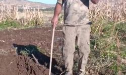 Çiftçiden bahçesini talan eden domuza tebessüm ettiren tepki: "Benden uzak durmadığın müddetçe kalemini kıracağım"