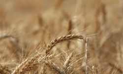 Küresel Tahıl Üretiminde 105 Milyon Tonluk Rekor Artış Bekleniyor