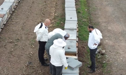 Elazığ’da Geven Balı Üretiminde Kış Hazırlıkları Denetlendi