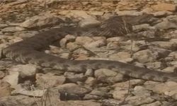 Tek Isırığı Bir İnsanı Öldürmeye Yeten Dev Engerek Yılanı Görüntülendi