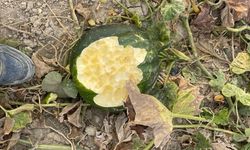 Elazığ’da Bahçeler Domuzlarının İstilasına Uğradı