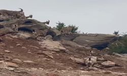 Elazığ’da Dağ Keçileri Sürü Halinde Görüntülendi