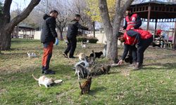 Gençler, Kış Aylarında Sahipsiz Kediler İçin Mama Seferberliği Başlattı