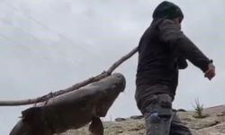 Nehirde Yakalanan 60 Kiloluk Dev Turna Balığını, Çam Sırığına Bağlayıp Taşıdılar