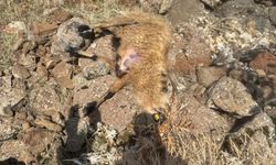 Sürüden Ayrılan Koyunları Kurt Kaptı: 28 Koyun Telef Oldu