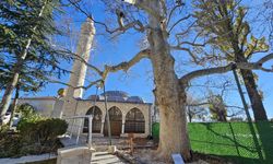 Harput’un 3 Asırlık Çınarı Yıllara Meydan Okuyor