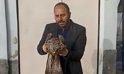 Yaralı Kartal Koruma Altına Alındı
