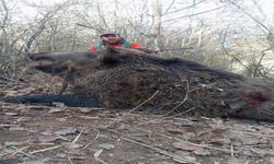 Elazığ'da Avcılar Sürü Halinde Domuz Avladı