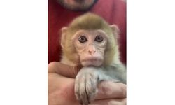 Elazığ'da Yakalanan Maymun Koruma Altına Alındı