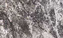 Elazığ'da Domuz Sürüsü görüntülendi