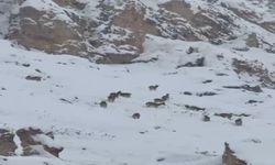 Kar Üzerinde Otlanan Dağ Keçileri Sürü Halinde Görüntülendi