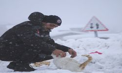 Elazığ İl Özel İdaresi’nden Sokak Hayvanlarına Kış Desteği