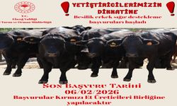 Kırmızı Et Destekleme Başvuruları Alınmaya Başlandı