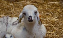 Koyunlara Suni Tohumlama Geliyor