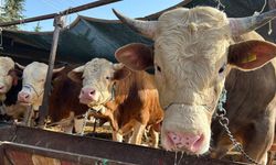 Çiçek, 2026 İthal Dana Başvuru ve Hak Ediş Verilerini Paylaştı