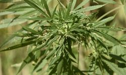 Elazığ’da Kenevir Üretimi Yasak mı? Yeni Yönetmelik Açıklandı