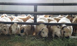 Elazığ'da 6 Köy Karantinaya Alındı