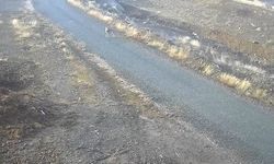 Elazığ'da mezraya inen kurt görüntülendi