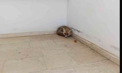 Palu'da Okulun İçine Giren Tilki Kamerada