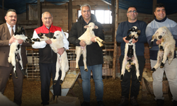 Alacakaya’da Küçükbaş Hayvancılık İşletmesine Saha Ziyareti