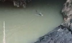 Su Samuru Balık Avlarken Görüntülendi