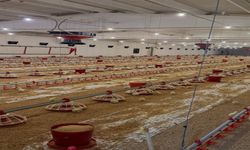 Elazığ’da Kanatlı Üretimine Hibe Gücü: Kapasite 50 Bine Yükseldi