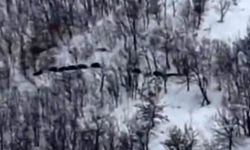 Elazığ'da Domuz Sürüsünü 'Ordu Geliyor' Diye Kayda Aldı