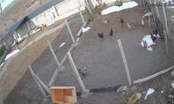 Kümese Giren Tilki Tavuğu Alıp Götürdü: O Anlar Kamerada