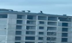 Elazığ'da İnşaat İşçilerinin Tehlikeli Çalışması Kamerada