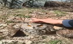 Doğada Bulduğu Puhu Kuşunu 'Fıstık' Diyerek Sevdi