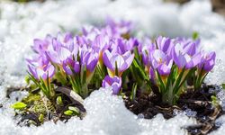 Üçüncü Cemre Toprağa Düştü: Baharın Müjdecisi Doğa Canlanıyor