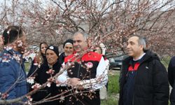 Baskil’de Kayısı Bahçelerinde Yoğun Mesai