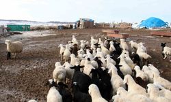 Kuzu ve Oğlak Desteklemelerinde Aşı Zorunluluğu