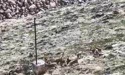 Elazığ'da dağ keçileri sürü halinde görüldü