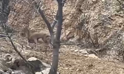 Elazığ'da 3 Ayaklı Yaban Keçisi Yaşam Azmiyle Şaşırttı