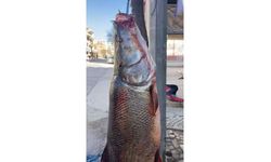 Elazığ'da 97 Kilogram Turna Balığı Yakalandı