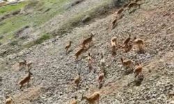 Dağ Keçileri Palu Kalesi'nde