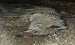 Otomobilin Çarptığı Kurt Telef Oldu