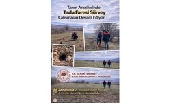 Tarım Arazilerinde Tarla Faresi Takibi Sürüyor