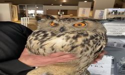 Elazığ'da Yaralı Halde Bulunan Puhu Ekiplere Teslim Edildi