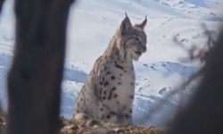 Akdağ'ın Eteklerinde Vaşak, Kurt Ve Dağ Keçisi Peş Peşe Görüldü