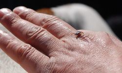 Uzmanı Uyardı: "Kar Örtüsü Keneleri Yok Etmiyor"