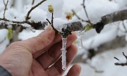 Zirai Don Uyarısı: 11 Nisan’a Kadar Risk Devam Ediyor