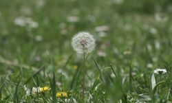 Baharla Birlikte Gelen Polen Mevsimi Kabusunuz Olmasın